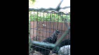 Celebrity Catching First Crows #rooster #crowingrooster #chicken Net Worth