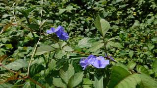 長月　二十三日　花たちを愛でなから　サムネイルはムラサキツユクサ　蝶はおそらくナガサキアゲハ