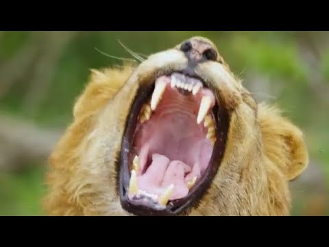 Tanzania Ya Hamani Sana Mbona Hatali Mbeya Mwanza Daar 2025 