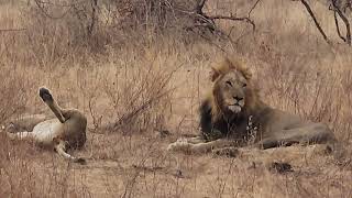 A comfortable evening for a mating couple of lion