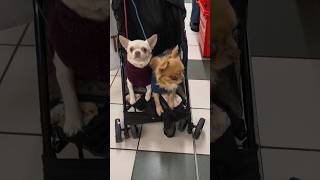 Piccoli chiwawa #seguimi #foryou