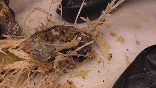 [ASMR] Deep embedded ear blackheads! Dr. PimpleJHFG6585552