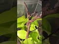 【パンサーカメレオン】 アンビローブ YBBB Furcifer pardalis / Panther chameleon #shortsvideo