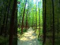 Don't search of path make your own path #nature #trending