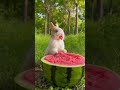 Rabbit eta watermelon  