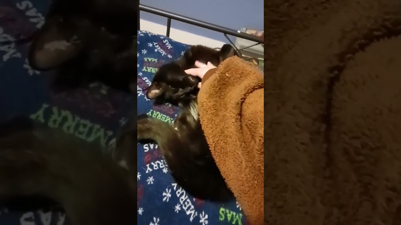 Do Cats Really Hate Belly Rubs...?🤔 