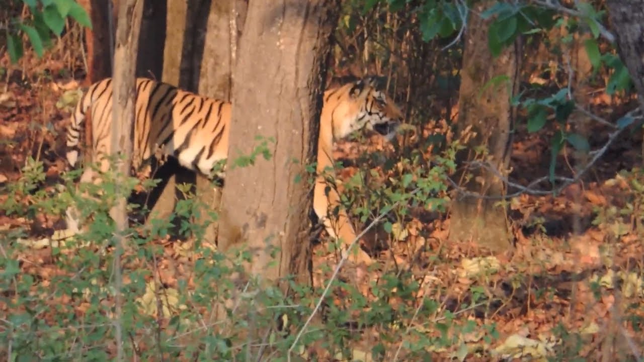Tiger Hunting Deer YouTube