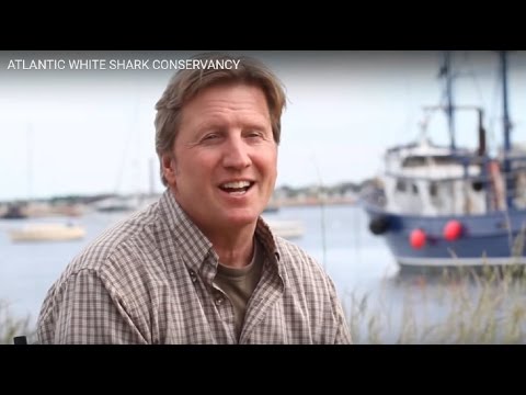 Awsc Logo ATLANTIC WHITE SHARK CONSERVANCY - YouTube