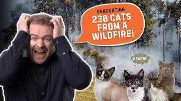 I Evacuated 230 Cats in Under 2 Hours! | Disaster Preparedness Challenge