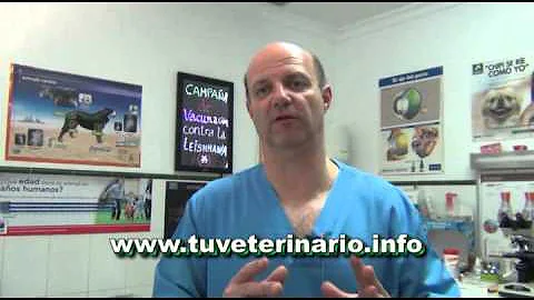 Como aplicar anestesia para castrar gato?
