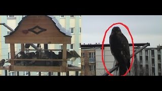 Bird of Prey Attacks birds on the balcony