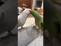 金曜から夜更かしのおへんたいちゃんたち #ワカケホンセイインコ #インコ