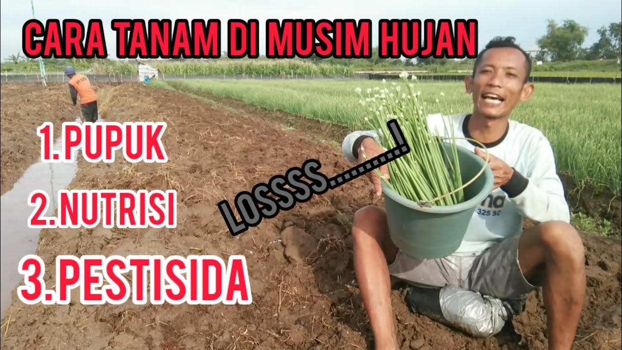 CARA TANAM BAWANG MERAH MUSIM HUJAN