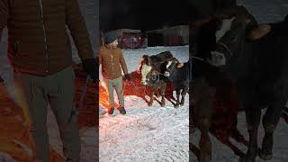 Erkiletten Dana Gelmiş