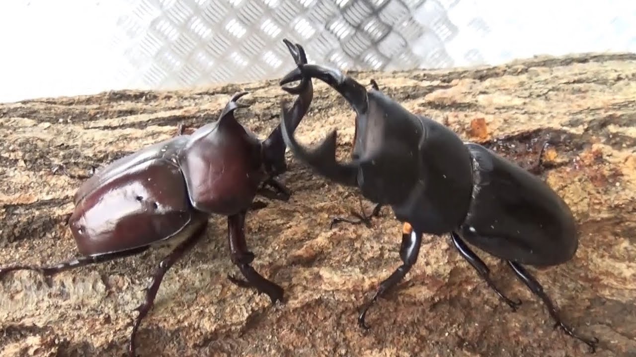 国産カブトムシvsグランディスオオクワガタ Trypoxylus Dichotomus Vs Dorcus Grandis Moriyai Youtube