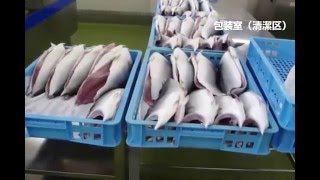 HACCP認定工場・愛媛産養殖魚加工の様子