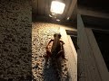 Gecko Camera POV: Rooftop Hunting Adventure #microcamera