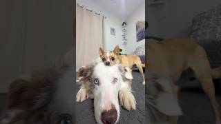 The sweetest dogs