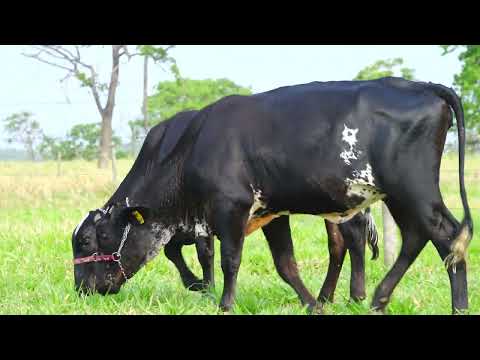 LOTE 24 ILUSTRE FIV DAWSON MOURA LEITE  ICAREA FIV DAWSON MOURA LEITE