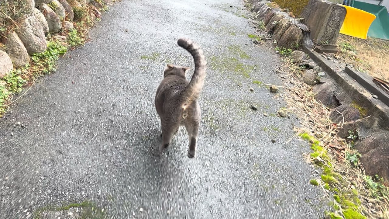 朝から雨になり.. 長い間お昼寝して.. 目が覚めて散歩に出て.. 寒いので走って帰って美味しいオヤツを食べてヒーターで温まる猫【さっちゃんとおばあちゃんの散歩・1168日目】・・・