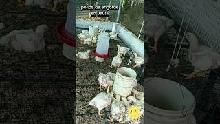 Día 21 Pollos De Engorde En Jaulas Piso Malla