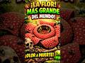 “La Flor Gigante Que Huele a Muerte 😱” #shorts #rafflesiaarnoldii #naturaleza #curiosidades #viral