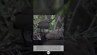 Sarang burung ini dibuat dari ranting pohon dan lumpur