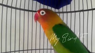 1 Menit Pertama, LOVEBIRD Gagap jadi NYAUT NGEKEK, 100% JITU Memancing LOVEBIRD FIGHTER, NGETIK dan