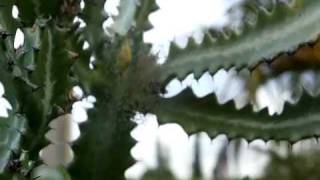 Konica Minolta A2 Dslr. Digital