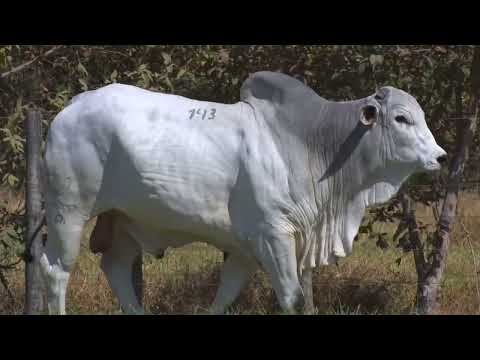 45º Mega Leilão Anual Carpa | TOUROS LOTE 143 - 5784