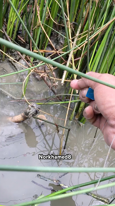 Just using a lundu fishing rod, I caught a big eel #shorts #fishing #skills