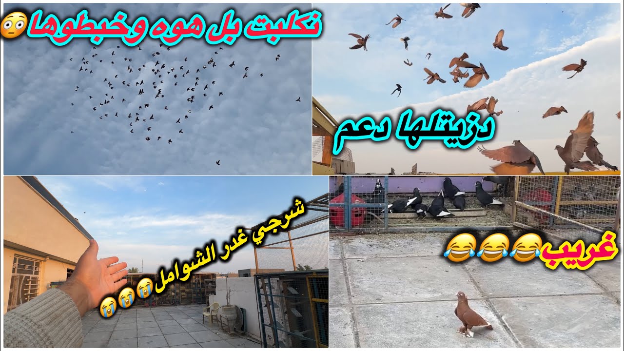 نغدر الشوامل😭الشرجي ما يرحم❤️خبطوها بعيد😩😩