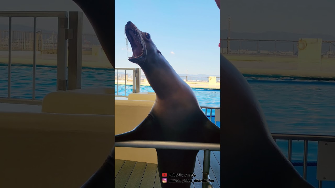 アシカすげ～Sea lions are amazing