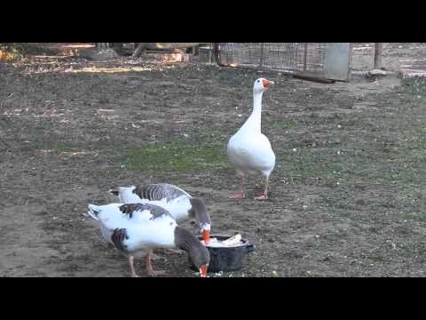 camera iphone 8 plus apk Patos comiendo