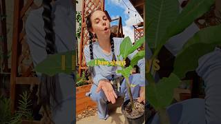 Garden center haul pt. 1 #garden #inthegarden