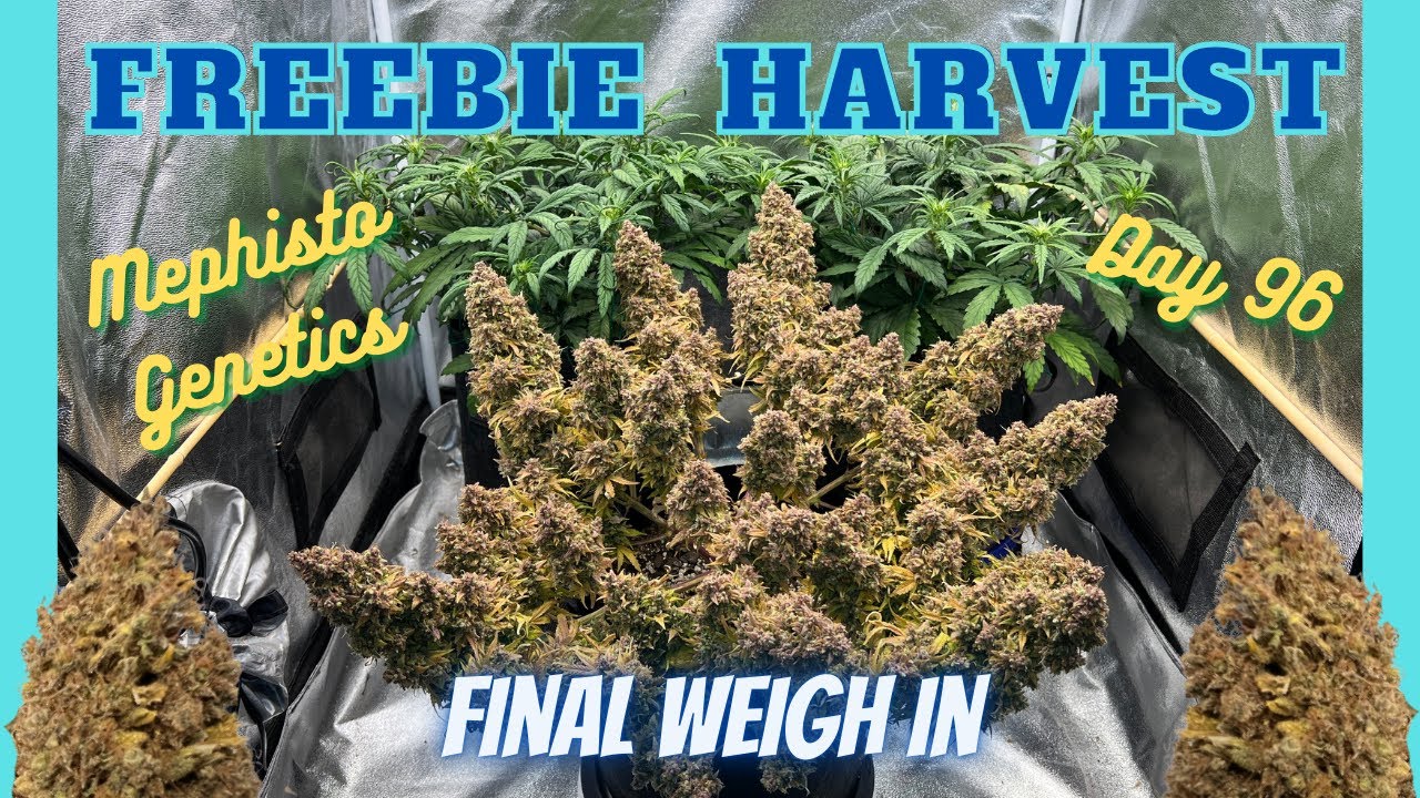 Autoflower Power, Mephisto Freebie Harvest w Yield, Sour Stomper x CDLC X Forum Stomper x Skywalker