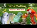 Birds molting period|Birds molting period Reasons, Care#birds #birdsmolting#birdscare