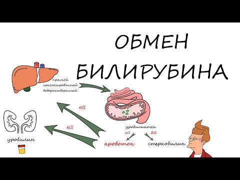 Обмен билирубина
