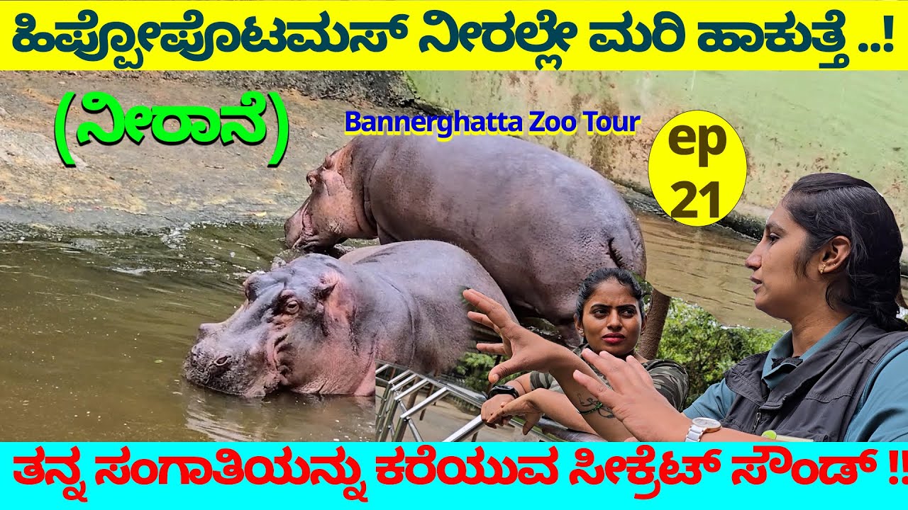 ಹಿಪ್ಪೋಪೊಟಮಸ್ ನೀರಲ್ಲೇ ಮರಿ ಹಾಕುತ್ತೆ-ನೀರಾನೆ ತನ್ನ ಸಂಗಾತಿ ಕರೆಯುವ ಸೀಕ್ರೆಟ್-  NandiniKL-BANNERGHATTA ZOO-21