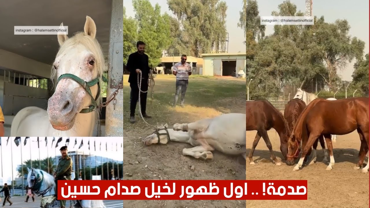 صدمة.. اول ظهور لخيل صدام حسين ولقاء حصرى مع راعى خيله الخاصة اخر الحلقة