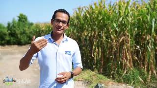 نتائج وحلول منتجات شركة لي لي LEILI - الجزء2 (Alga600 - SoftGuard) screenshot 4