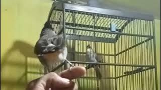 Kutilang Vs Trucukan,  Menang Yang Mana!?