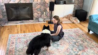 Day 85 of 365: Teaching “Leave It” — Introducing the Verbal Cue