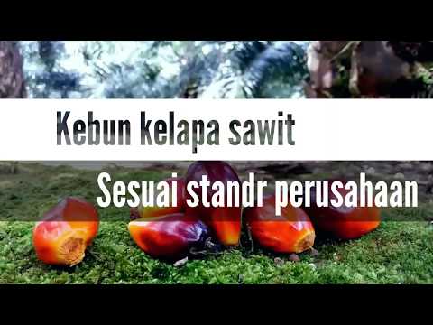 Seperti ini Contoh