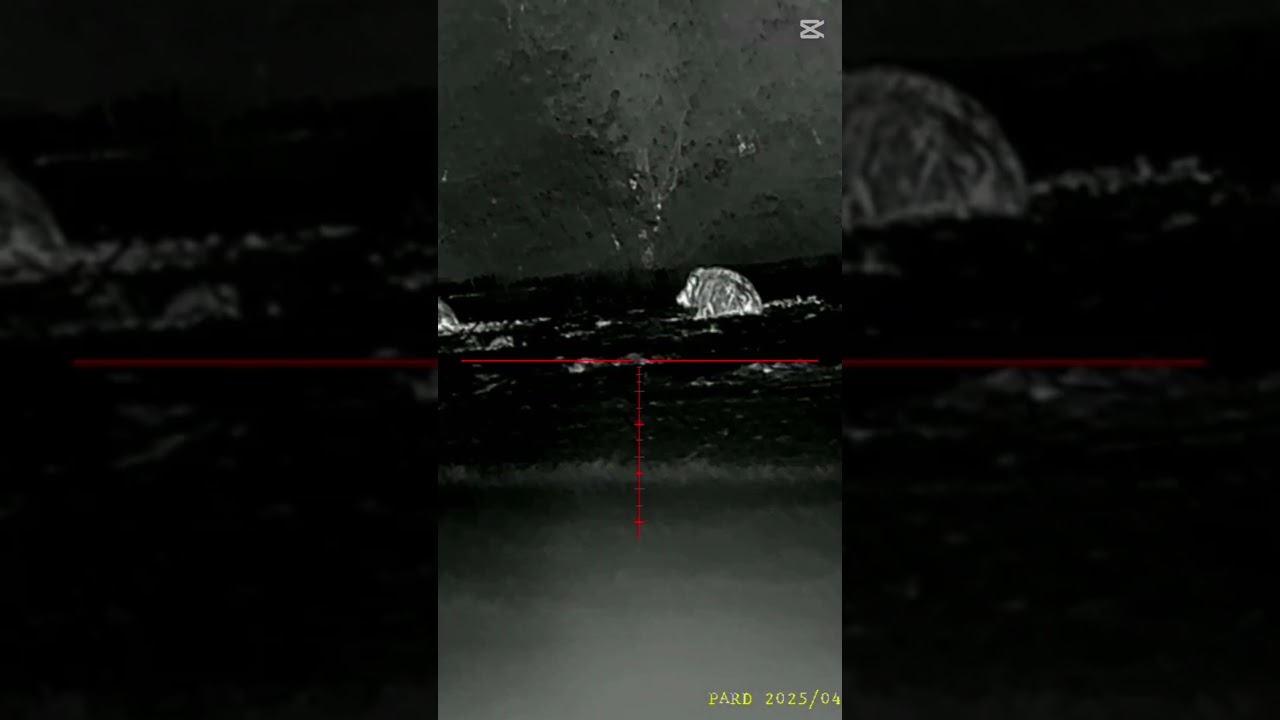 Pard Pantera i Leopard w akcji 🐗