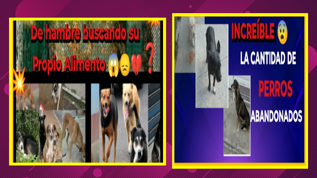 Amar a perritos callejeros 😱Cantos se conmueven por maltrato animal