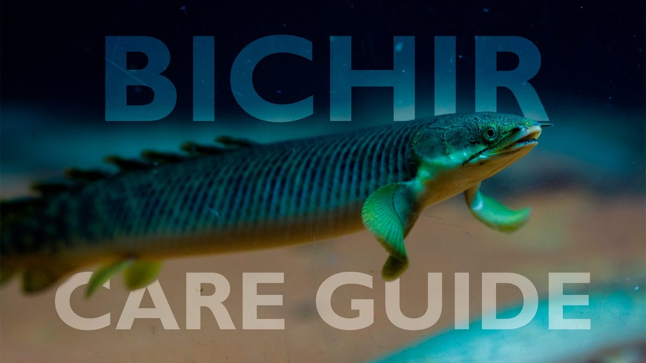 Bichir Species Chart