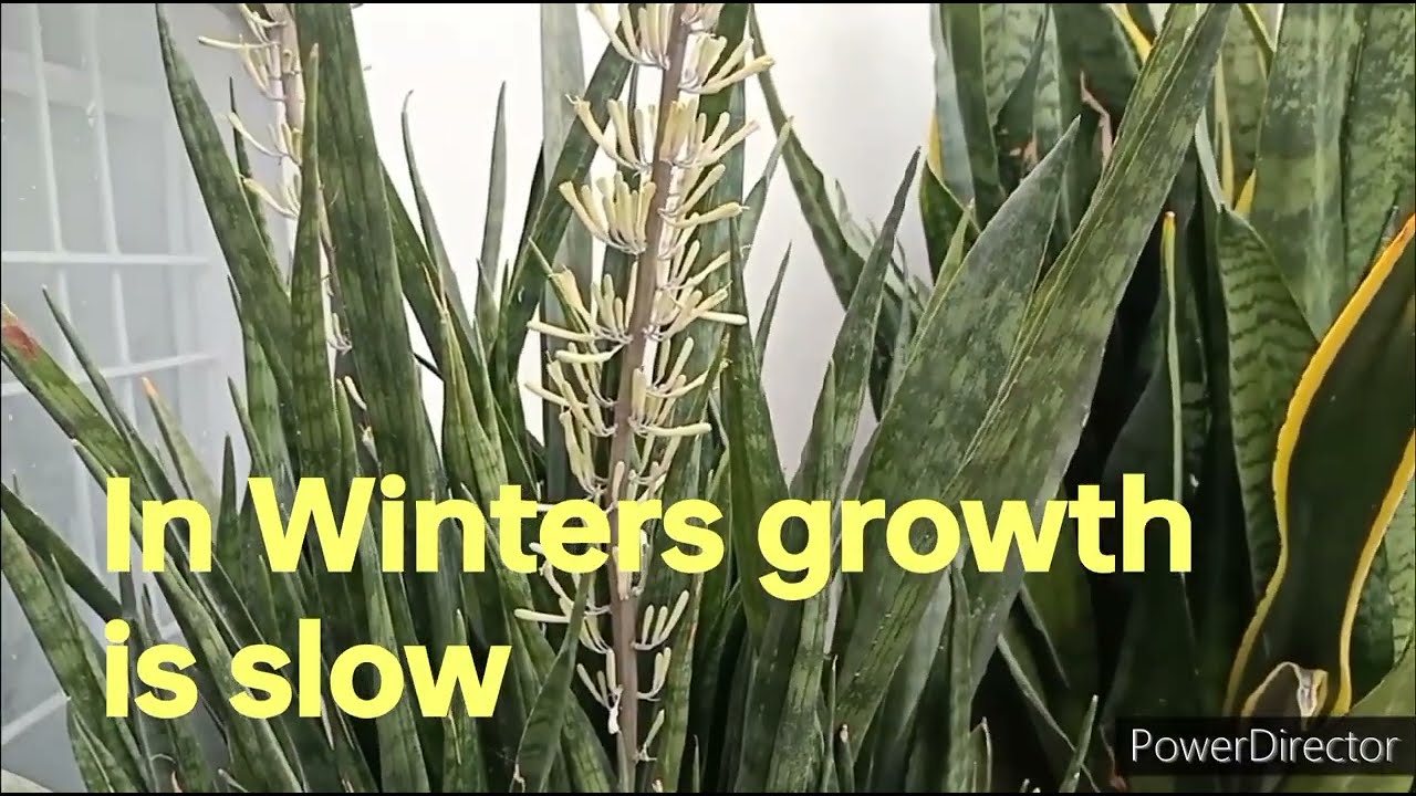 Snake Plant Winter care (Subtitles in English)