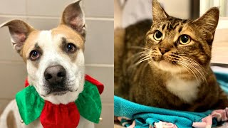 Pets of the Week 12/07/20