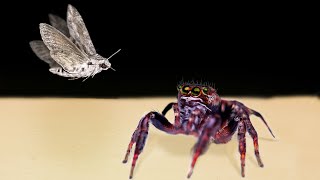 จะเกิดอะไรขึ้นหากแมงมุมกระโดดเห็นฝูงผีเสื้อกลางคืน? ตัวเล็ก น่ารัก แต่นักล่าที่อันตรายมาก